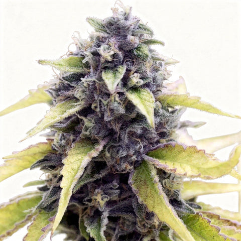 Black Water - fem - 6 Stk. - The Cali Connection