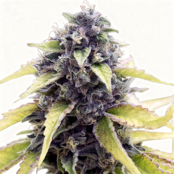 Black Water - fem - 6 Stk. - The Cali Connection