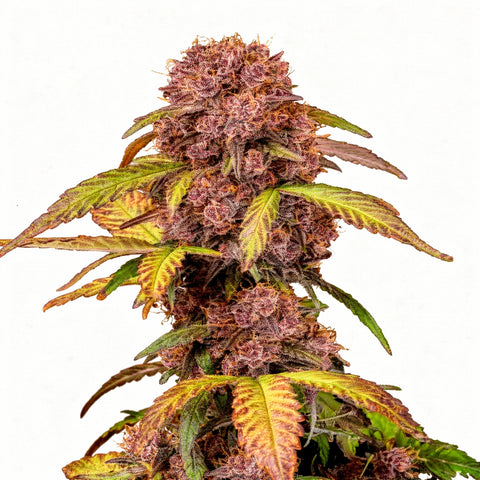 Blackberry Auto - auto - 3 Stk. - 420 Fast Buds