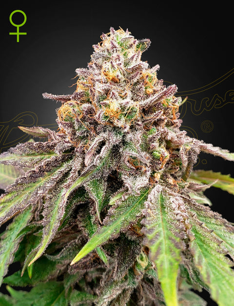 Blue Haze x Gelato 41 - auto - 3 Stk. -  Green House Seeds