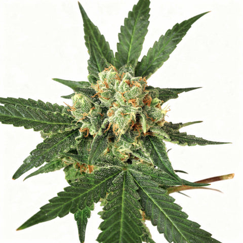 Blue Monkey - fem - 3 Stk. - Exotic Seeds