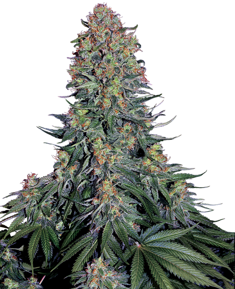 Blue Skunk - fem. - 3 Stk. - Sensi Seeds