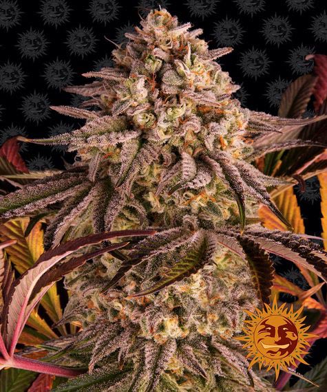 Blue Sunset Sherbert - fem. - 3 Stk. - Barney's Farm