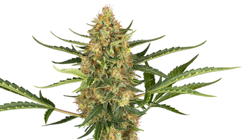 Blueberry Bubblegum - auto - 3 Stk. - Sensi Seeds