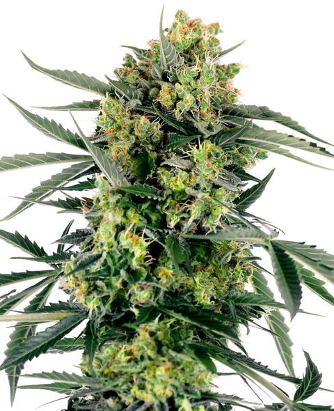 Blue Berry Skittlez - auto - 3 Stk. - Sensi Seeds