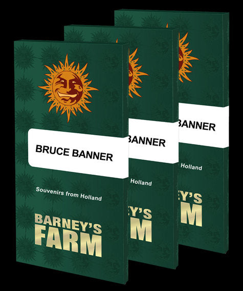 Bruce Banner - fem. - 3 Stk. - Barney's Farm