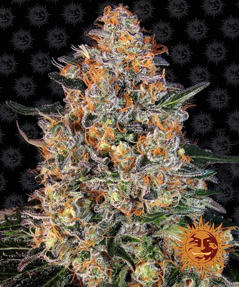 Bubba Kush - fem. - 3 Stk. - Barney's Farm