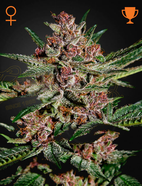 Bubba Kush - fem. - 3 Stk. -  Green House Seeds