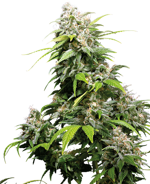 California Indica® - fem. - 3 Stk. - Sensi Seeds