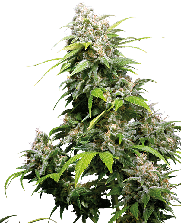 California Indica®  - reg. - 10 Stk. - Sensi Seeds
