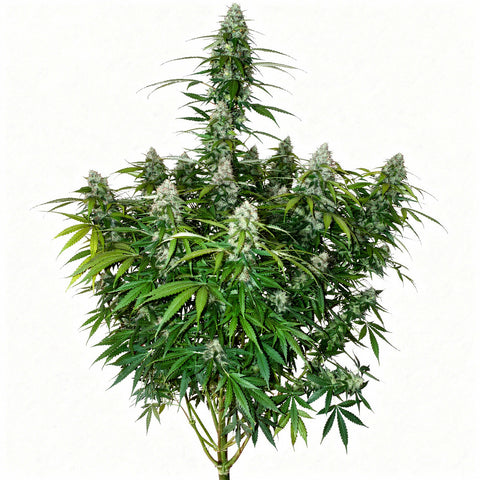 Californian Snow Auto - auto - 3 Stk. - 420 Fast Buds