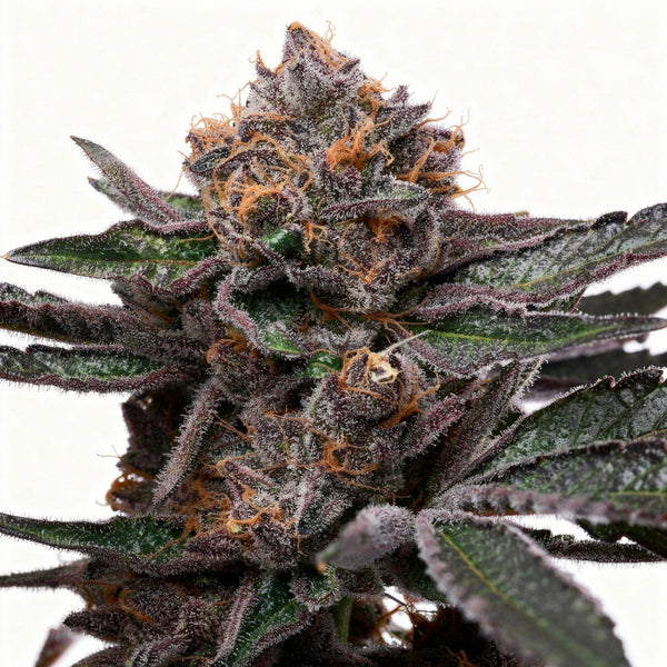 Candy Candy - fem - 3 Stk. - Cookies Seed Bank