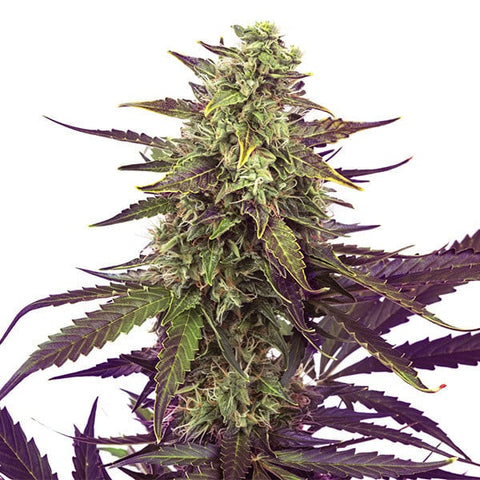 Cereal Milk - fem. - 3 Stk. -  Royal Queen Seeds