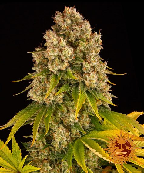 Cheese - auto - 3 Stk. - Barney's Farm