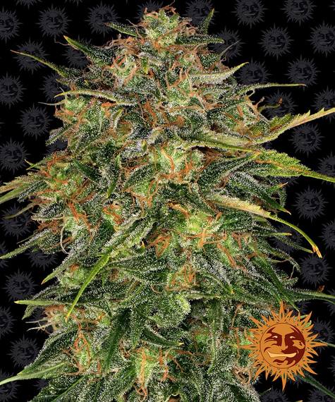 Cheese - fem. - 3 Stk. - Barney's Farm