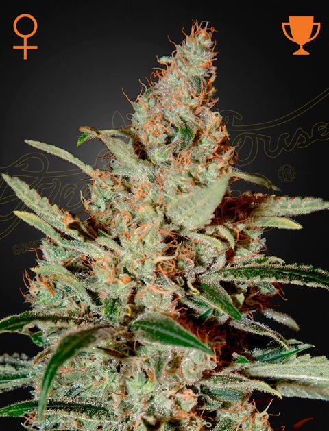 Chemdog - fem. - 3 Stk. -  Green House Seeds