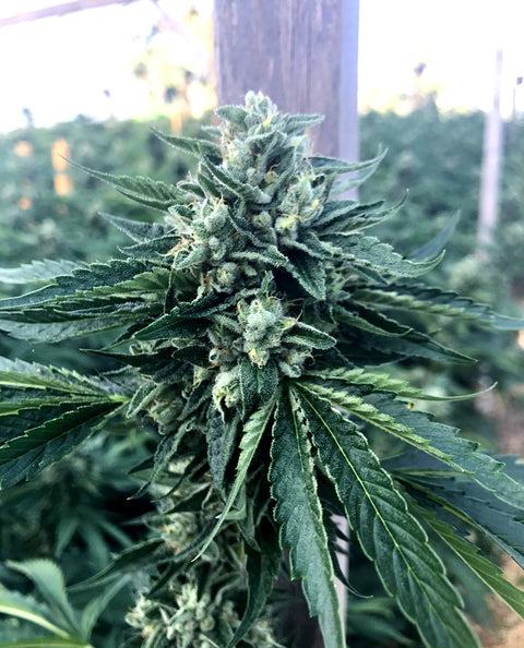 Cinnamon Buddha OG - fem. - 3 Stk. -  Humboldt Seeds