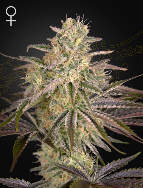 Cloudwalker - fem. - 3 Stk. -  Green House Seeds