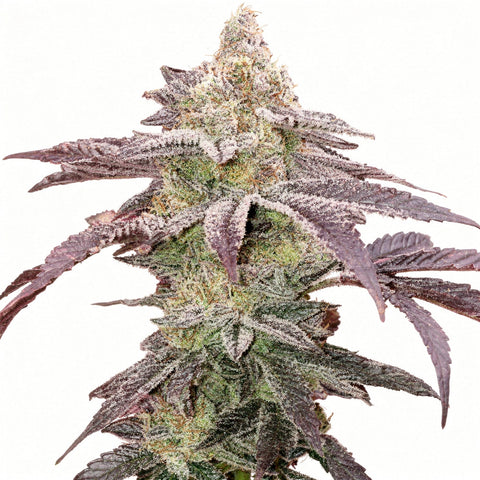 Colin OG RBX - fem - 5 Stk. - Ethos Genetics