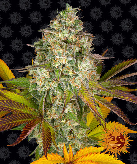 Cookies Kush - auto - 3 Stk. - Barney's Farm