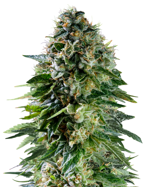 Corkscrew - auto - 3 Stk. -  Royal Queen Seeds