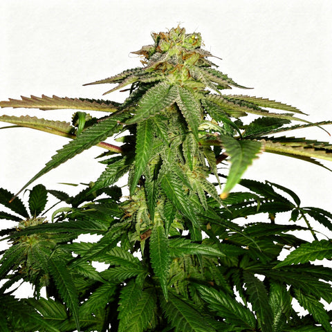 Corleone Kush - fem - 6 Stk. - The Cali Connection