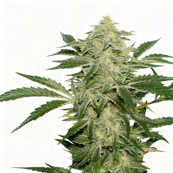 Creamy Kees - reg - 12 Stk. - Super Sativa Seed Club