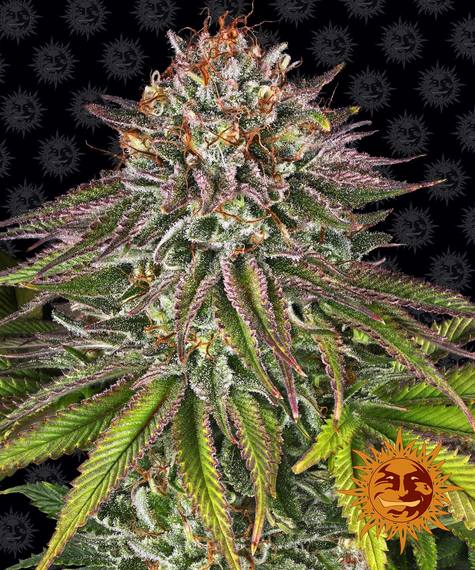 Critical Kush - fem. - 3 Stk. - Barney's Farm