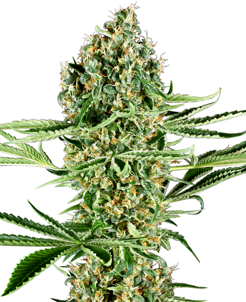 Critical Runtz  - fem. - 3 Stk. - Sensi Seeds