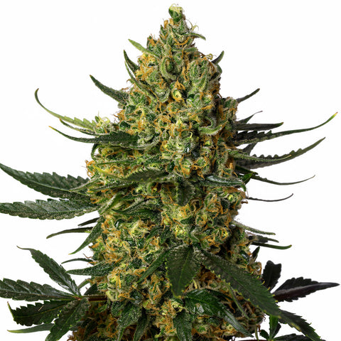 Crystal Candy XL - auto - 3 Stk. - Sweet Seeds
