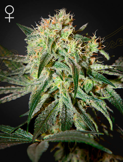 Damn Sour - fem. - 3 Stk. -  Green House Seeds