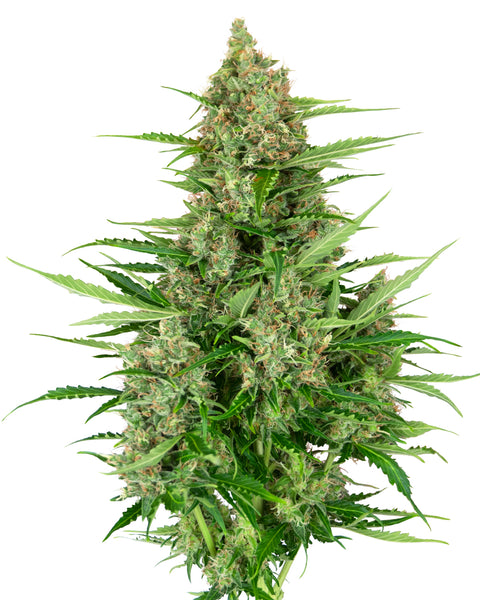 Double Kush Cake - auto - 3 Stk. - Sensi Seeds