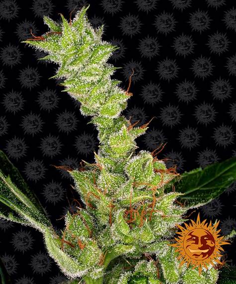 Dr Grinspoon - fem. - 3 Stk. - Barney's Farm