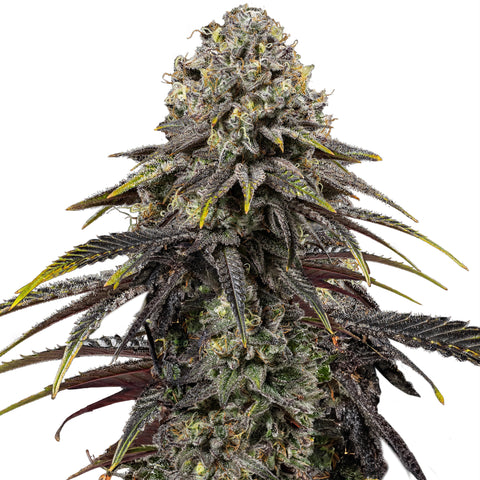 Dynamite Diesel - fem. - 3 Stk. -  Royal Queen Seeds