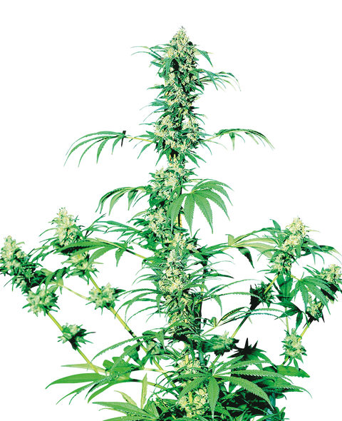 Early Girl®  - reg. - 10 Stk. - Sensi Seeds