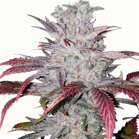 Early Lemon Berry RBX - fem - 5 Stk. - Ethos Genetics