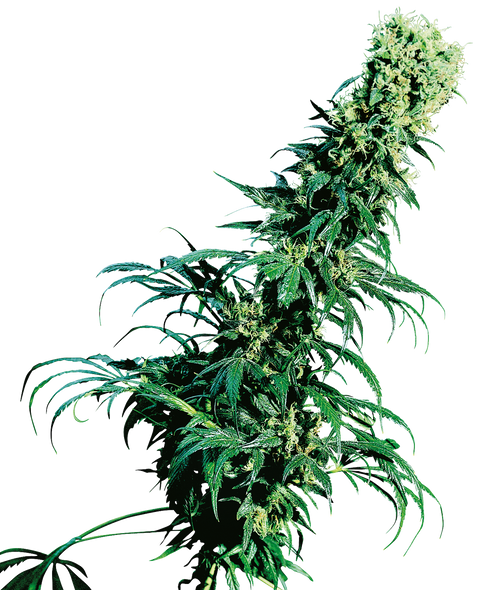 Early Pearl®  - reg. - 10 Stk. - Sensi Seeds