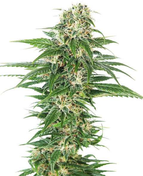 Early Skunk® - auto - 3 Stk. - Sensi Seeds