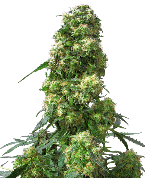 Early Skunk®  - reg. - 10 Stk. - Sensi Seeds