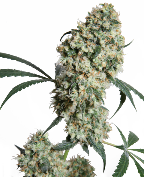 Ed Rosenthal Super Bud®  - reg. - 10 Stk. - Sensi Seeds