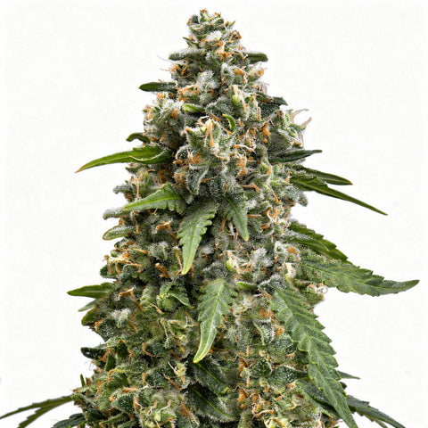 Enemy of the State - fem. - 3 Stk. - SuperStrains