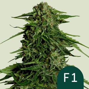 Epsilon F1 - auto - 3 Stk. -  Royal Queen Seeds