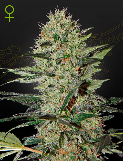 Exodus Cheese - auto - 3 Stk. -  Green House Seeds