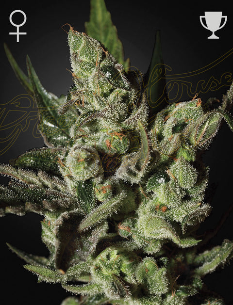 Exodus Cheese - fem. - 3 Stk. -  Green House Seeds