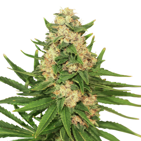 Fat Banana - fem. - 3 Stk. -  Royal Queen Seeds