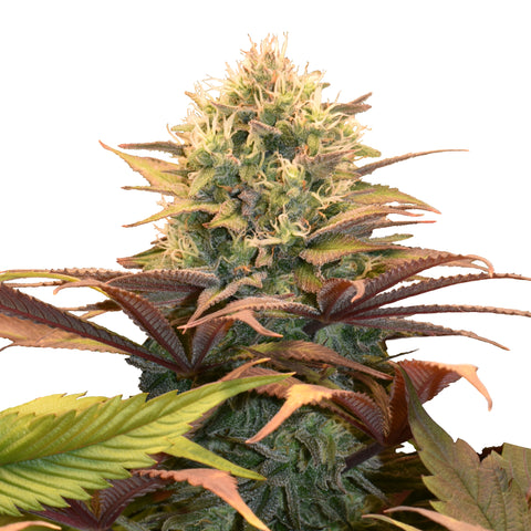 Pineapple Kush - fem. - 3 Stk. -  Royal Queen Seeds