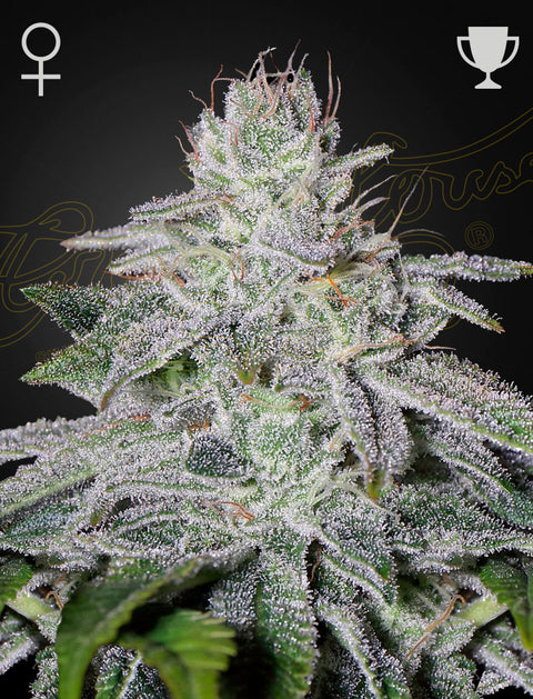 Franco's Lemon Cheese - fem. - 3 Stk. -  Green House Seeds