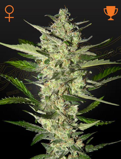 Flowerbomb Kush - fem. - 3 Stk. -  Green House Seeds