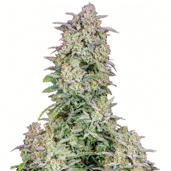 Forbidden Runtz Auto - auto - 3 Stk. - 420 Fast Buds