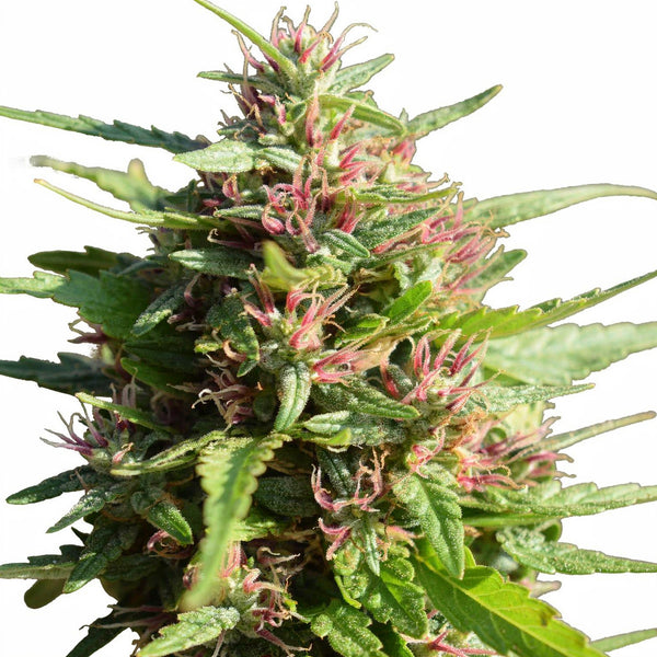 Friesland - reg - 12 Stk. - Super Sativa Seed Club